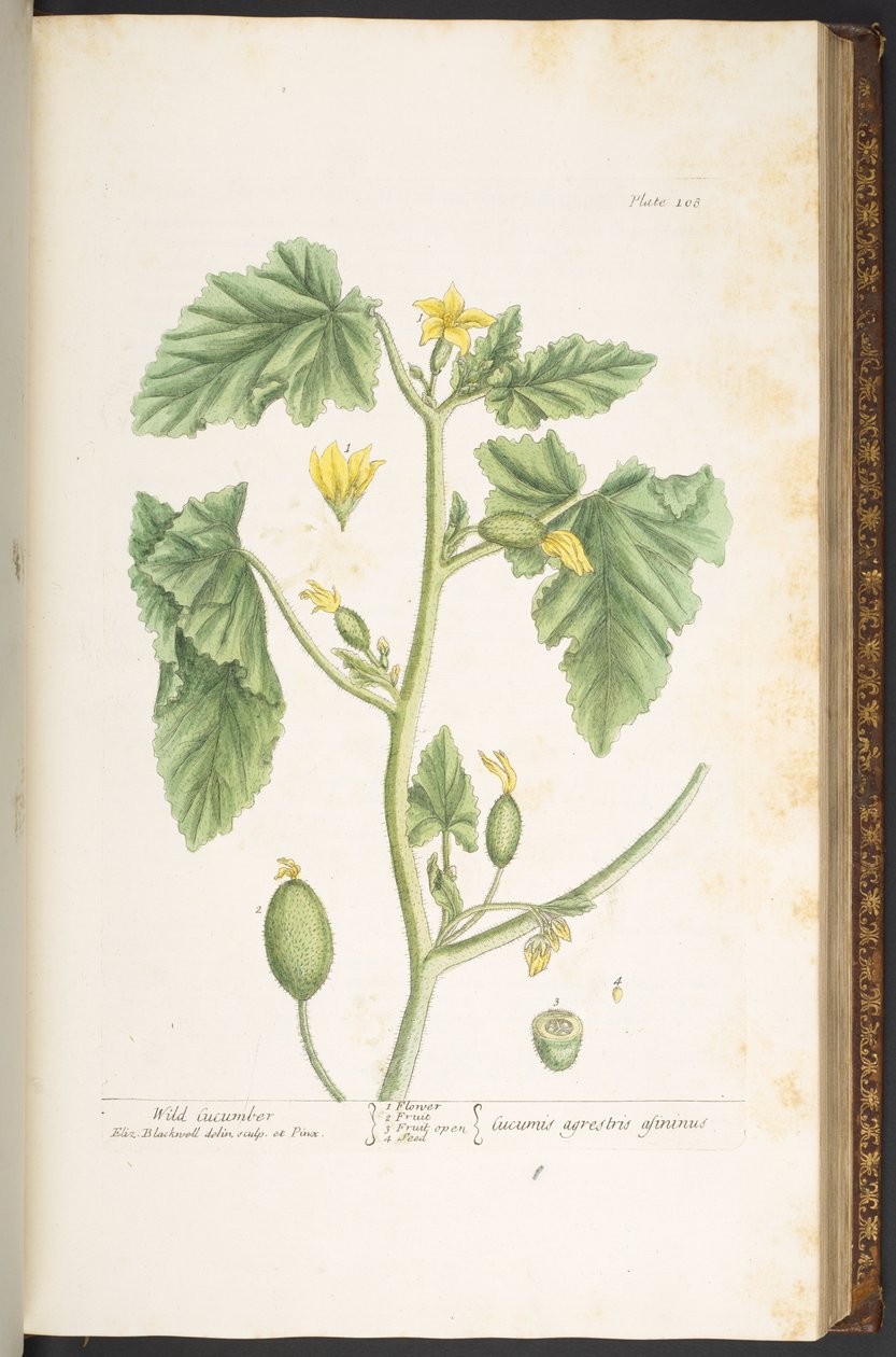 Talerz 108, z „Ciekawskiego zielnika” autorstwa Elizabeth Blackwell