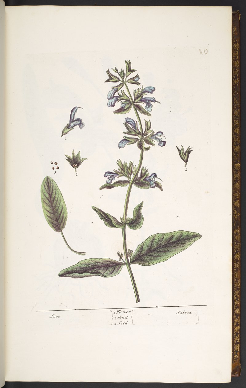 Talerz 10, Szałwia, z „Ciekawego ziela” autorstwa Elizabeth Blackwell
