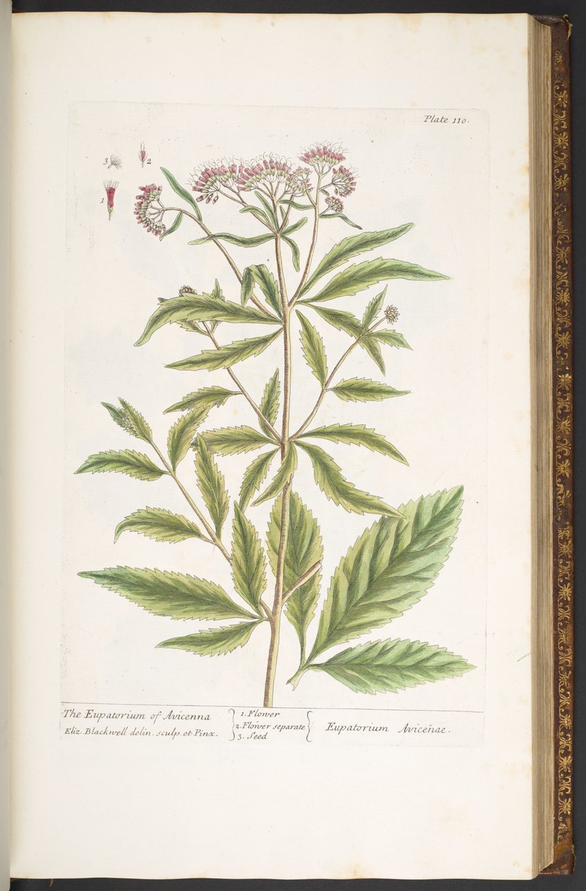 Talerz 110, z „Ciekawy zielnik” autorstwa Elizabeth Blackwell