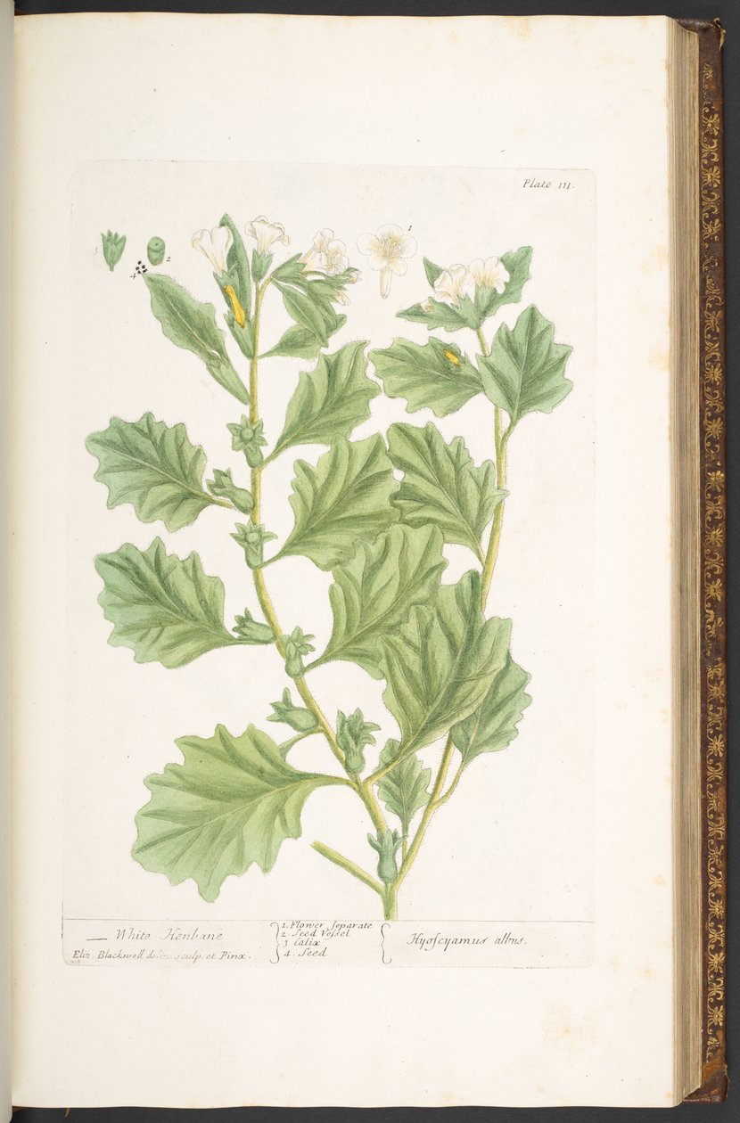 Talerz 111, z „Ciekawy zielnik” autorstwa Elizabeth Blackwell