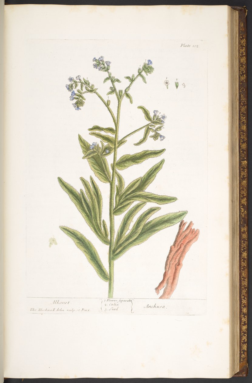 Talerz 112, z „Ciekawy zielnik” autorstwa Elizabeth Blackwell