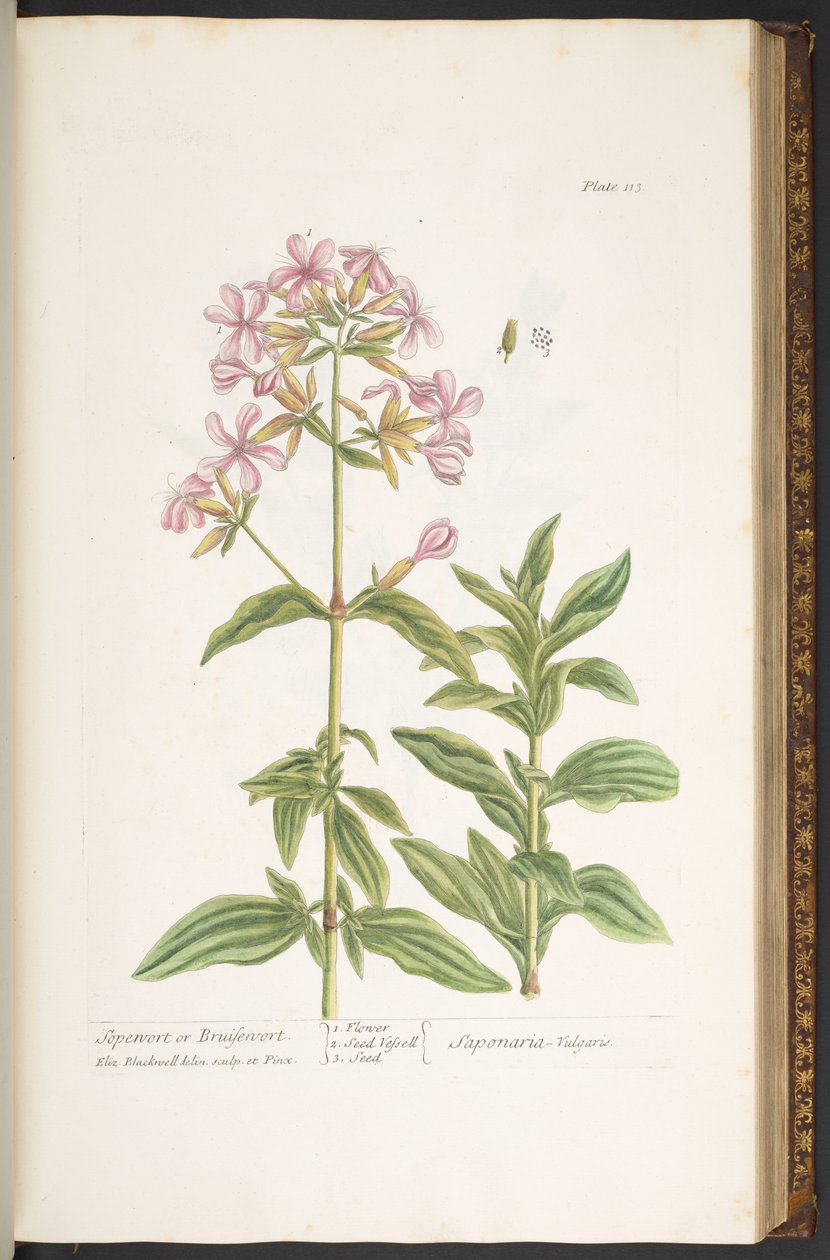 Talerz 113, z „Ciekawy zielnik” autorstwa Elizabeth Blackwell