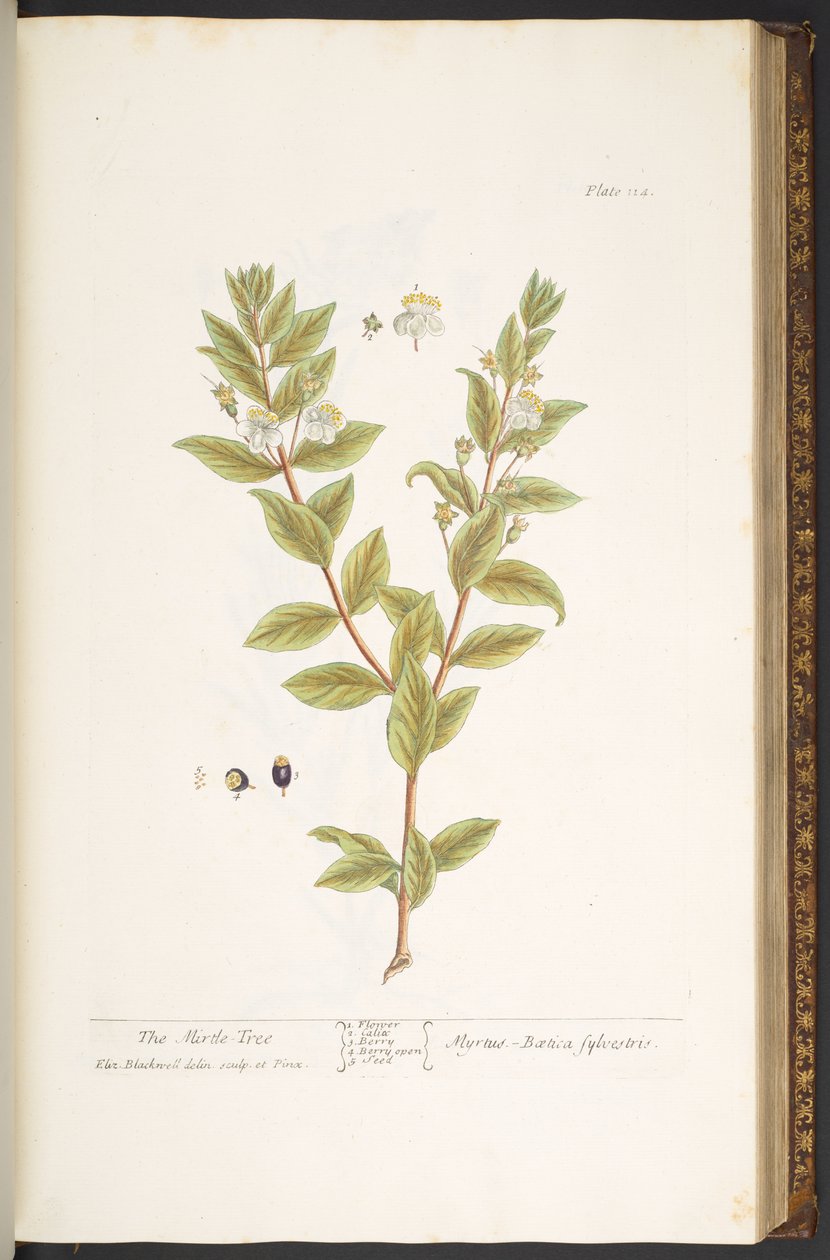 Talerz 114, z „Ciekawy zielnik” autorstwa Elizabeth Blackwell
