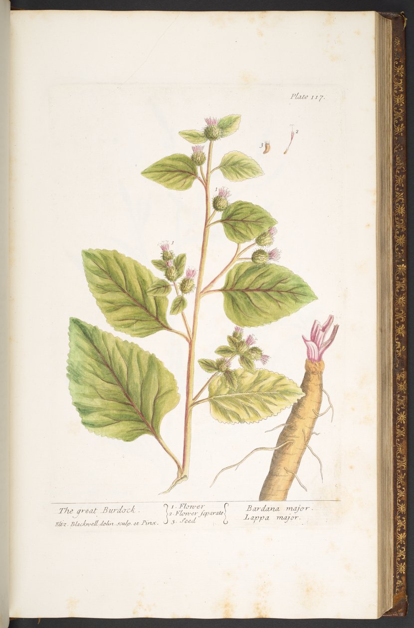 Talerz 117, z „Ciekawy zielnik” autorstwa Elizabeth Blackwell