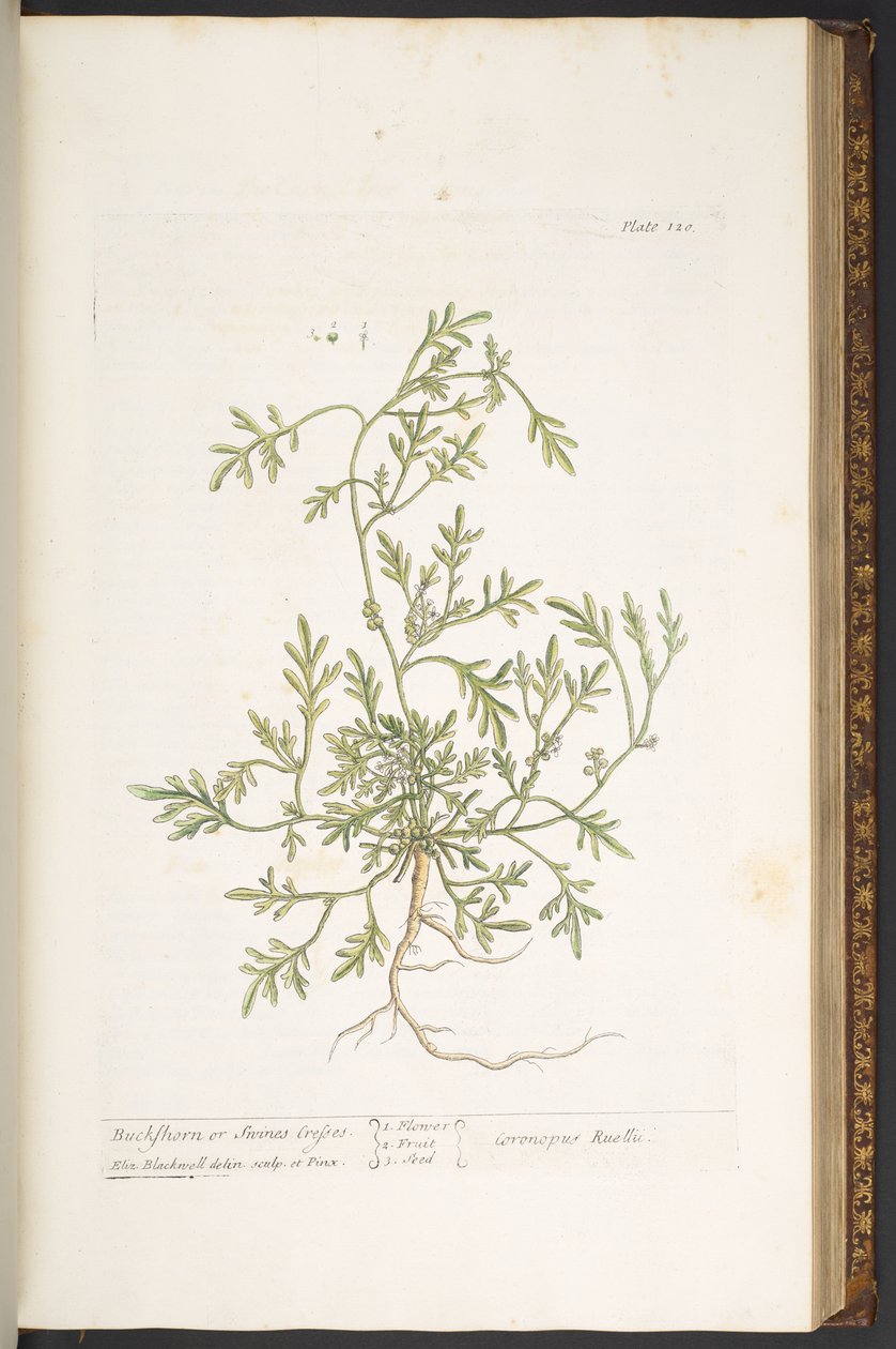Talerz 120, z „Ciekawy zielnik” autorstwa Elizabeth Blackwell