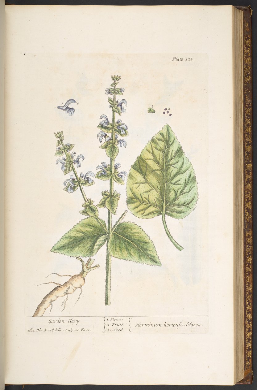 Talerz 122, z „Ciekawy zielnik” autorstwa Elizabeth Blackwell