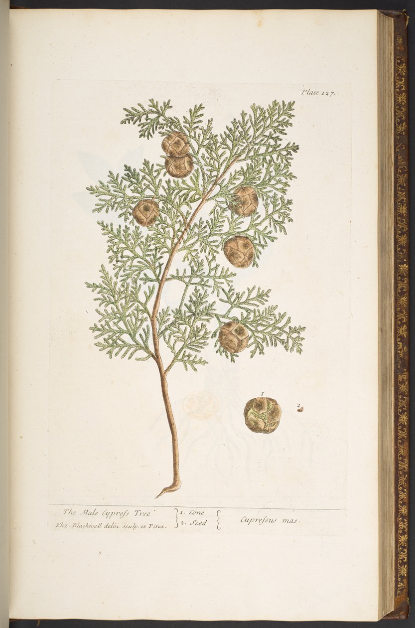 Talerz 127, z „Ciekawy zielnik” autorstwa Elizabeth Blackwell