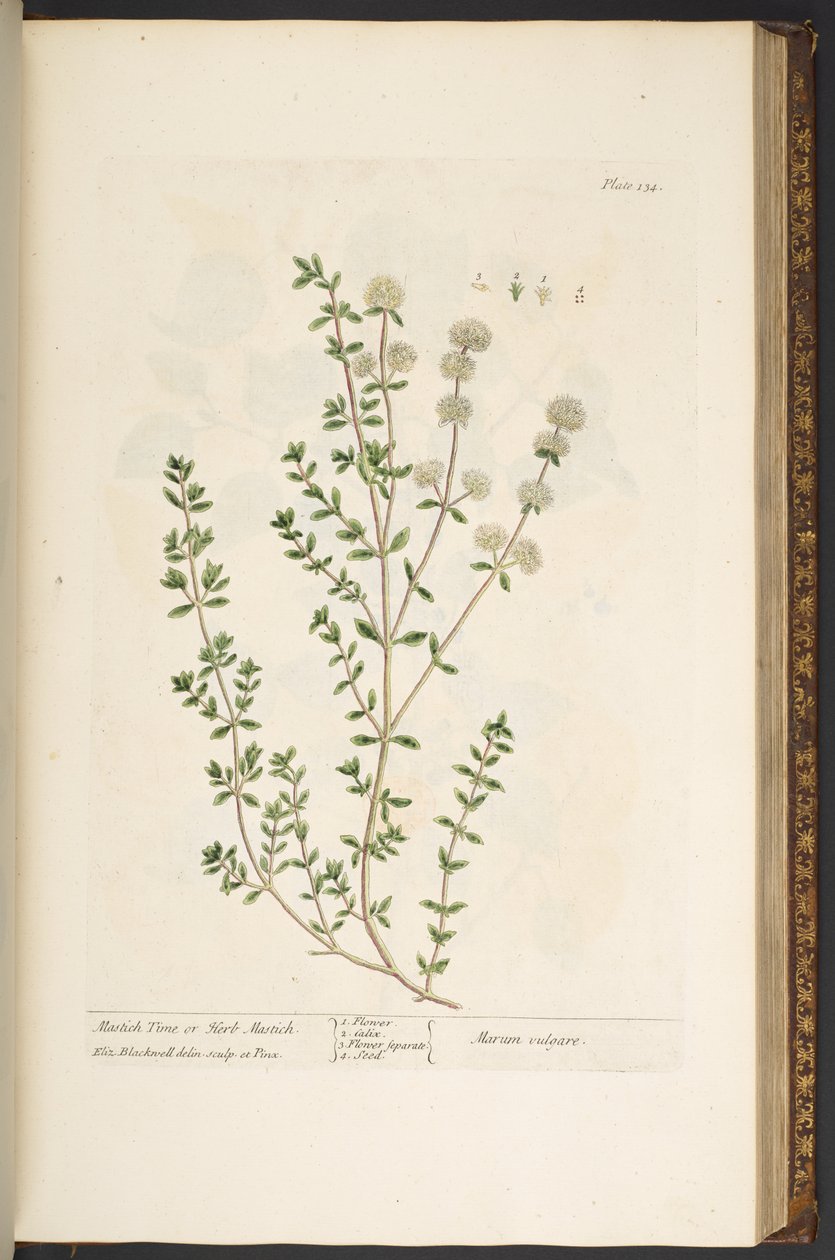 Talerz 134, z „Ciekawy zielnik” autorstwa Elizabeth Blackwell