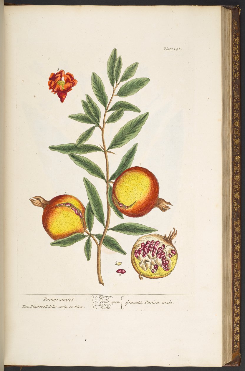 Talerz 145, z „Ciekawy zielnik” autorstwa Elizabeth Blackwell