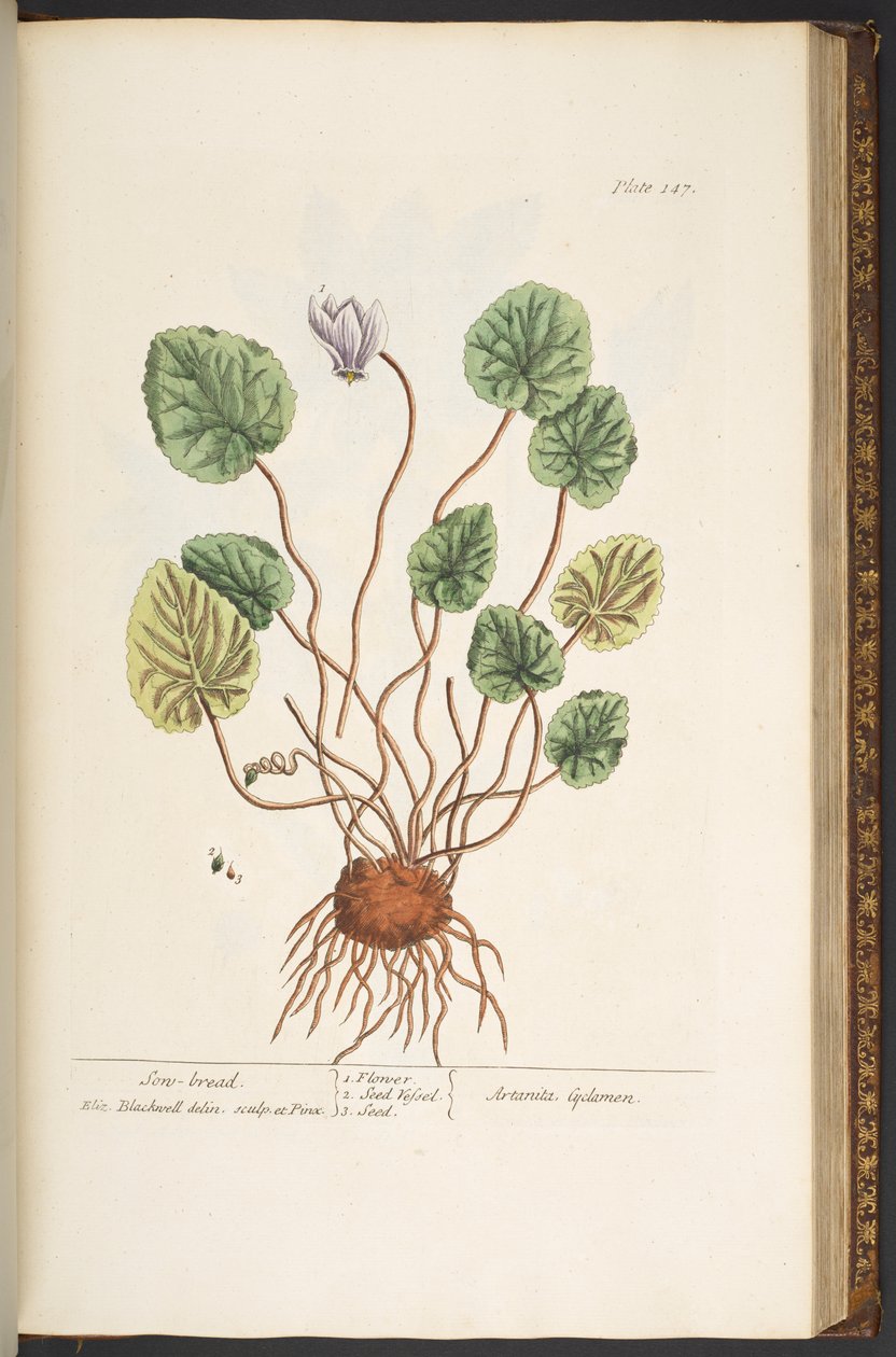 Talerz 147, z „Ciekawy zielnik” autorstwa Elizabeth Blackwell