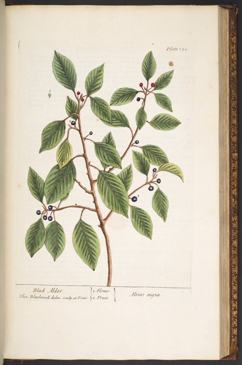 Talerz 152 z „Ciekawy zielnik” autorstwa Elizabeth Blackwell