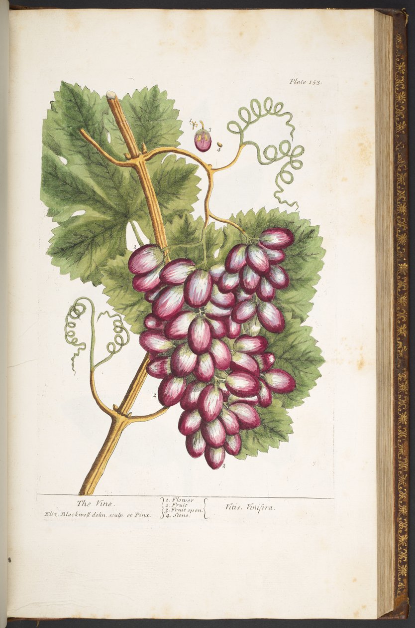 Talerz 153, z „Ciekawy zielnik” autorstwa Elizabeth Blackwell