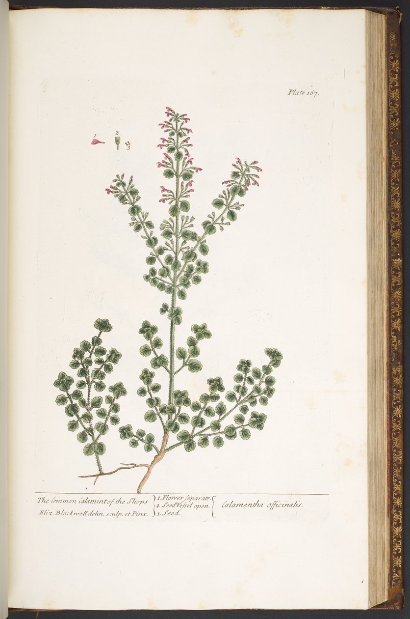 Talerz 167, z „Ciekawy zielnik” autorstwa Elizabeth Blackwell