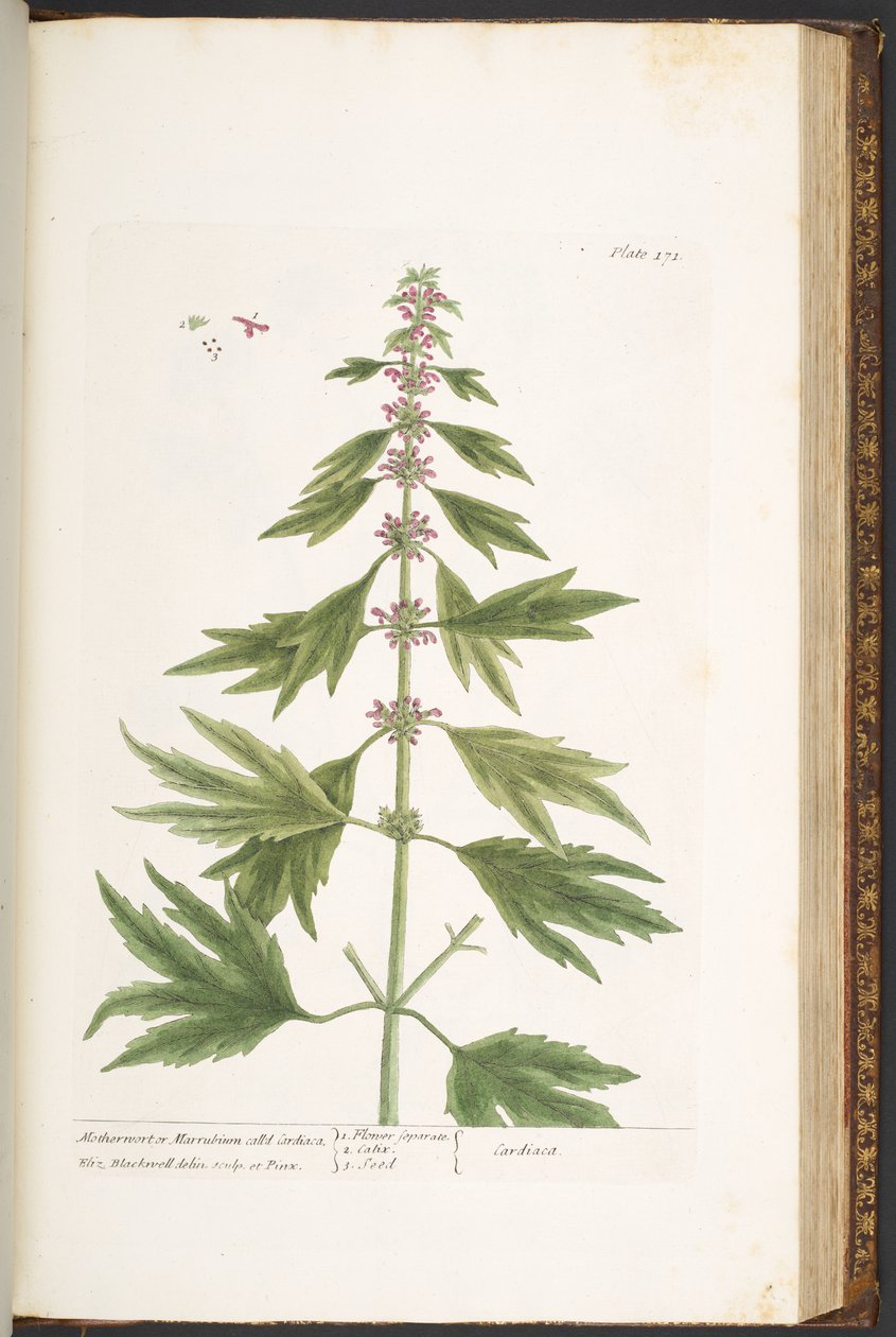 Talerz 171, z „Ciekawy zielnik” autorstwa Elizabeth Blackwell