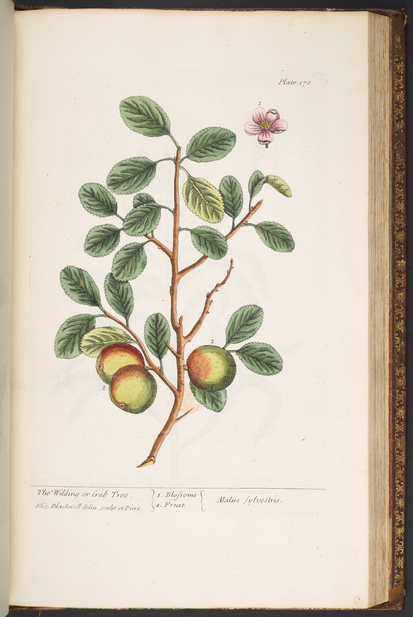 Talerz 178, z „Ciekawy zielnik” autorstwa Elizabeth Blackwell
