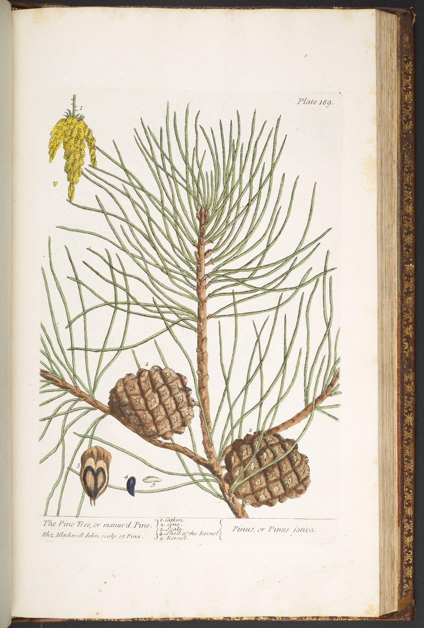 Talerz 189, z „Ciekawy zielnik” autorstwa Elizabeth Blackwell