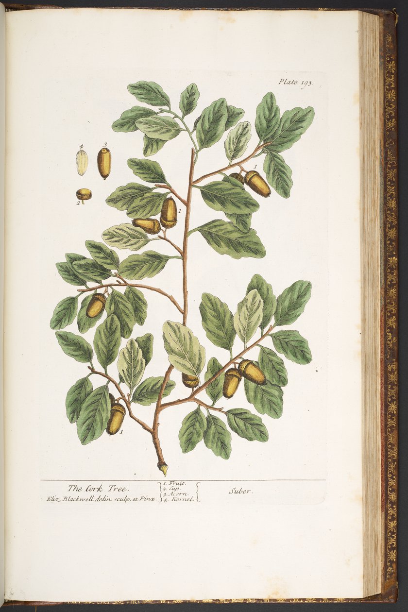 Talerz 193, z „Ciekawy zielnik” autorstwa Elizabeth Blackwell