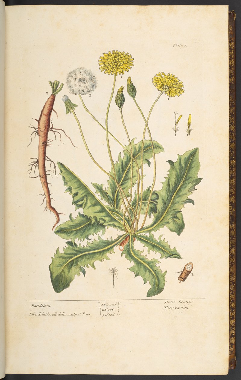 Talerz 1, Mniszek lekarski, z „Ciekawy zielnik” autorstwa Elizabeth Blackwell