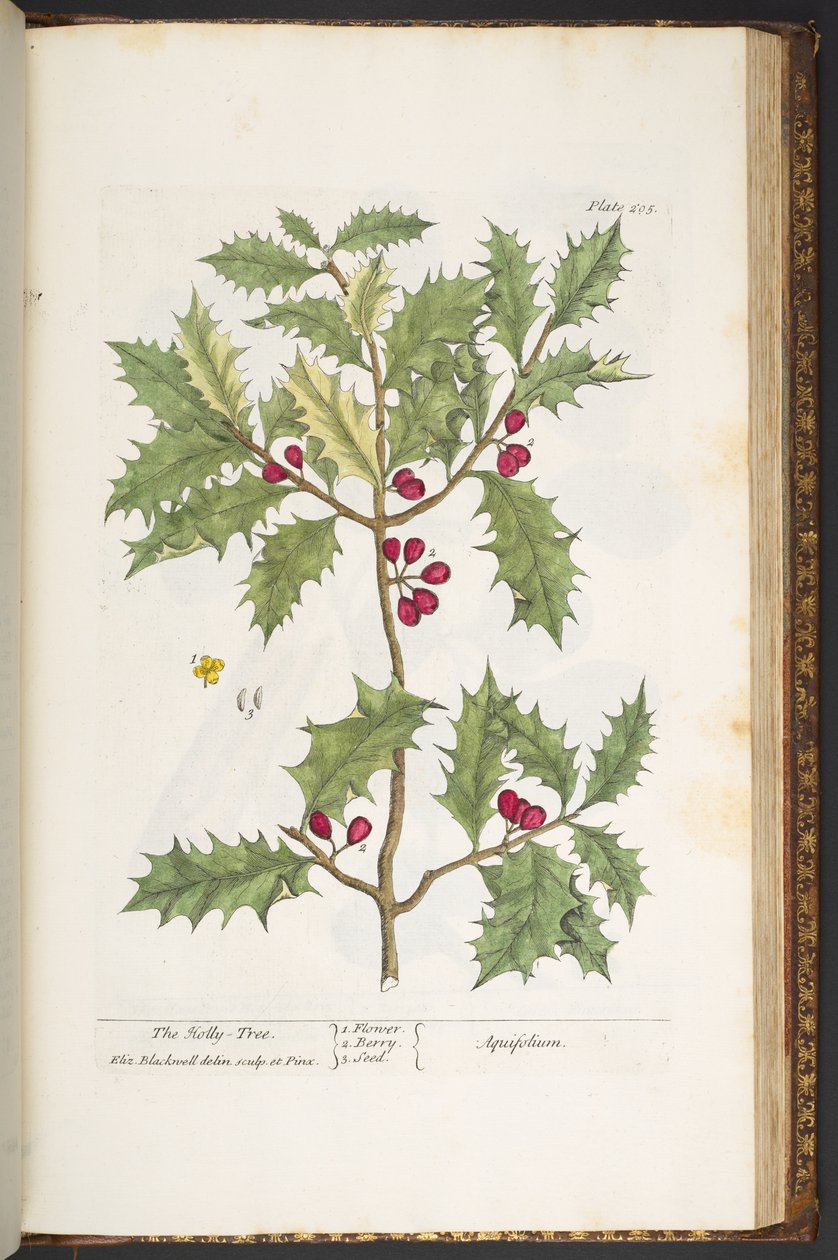 Talerz 205, z „Ciekawy zielnik” autorstwa Elizabeth Blackwell