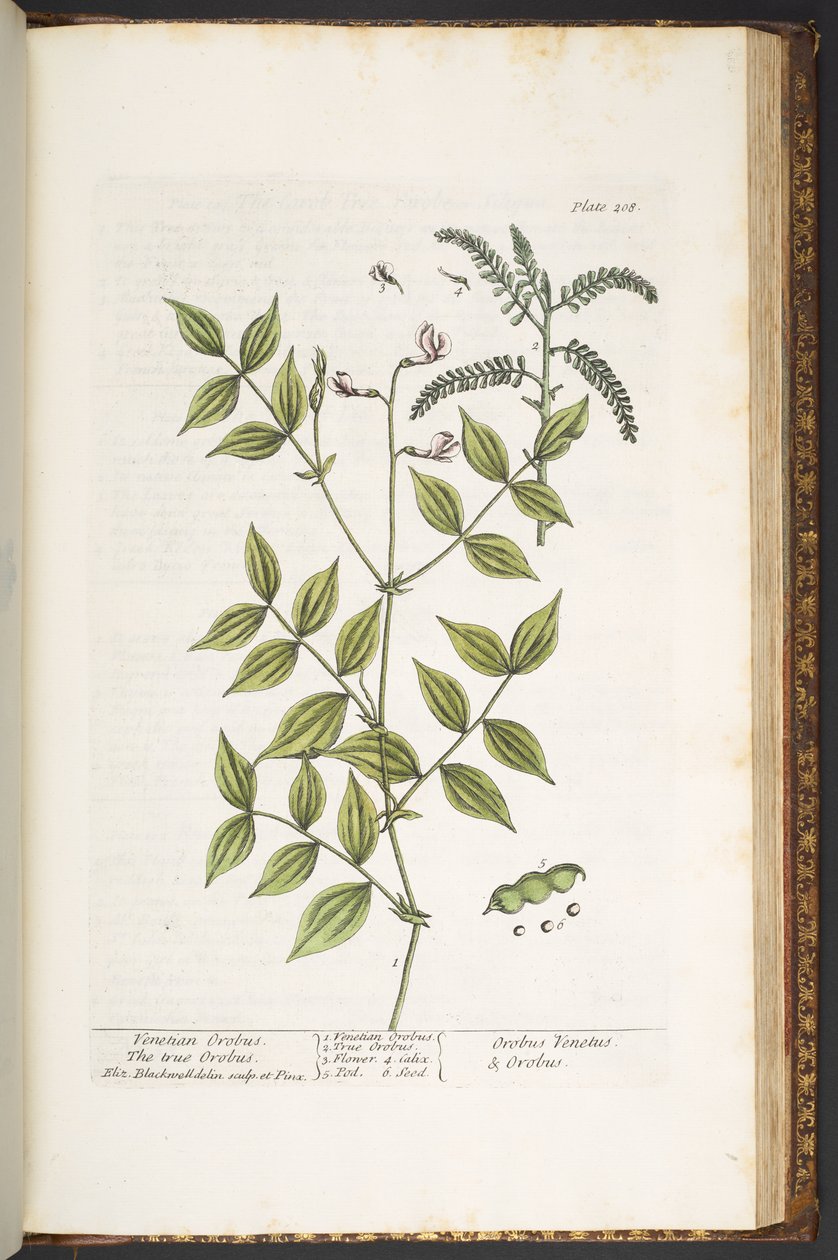 Talerz 208, z „Ciekawy zielnik” autorstwa Elizabeth Blackwell