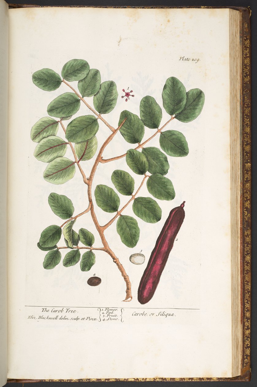 Talerz 209, z „Ciekawy zielnik” autorstwa Elizabeth Blackwell
