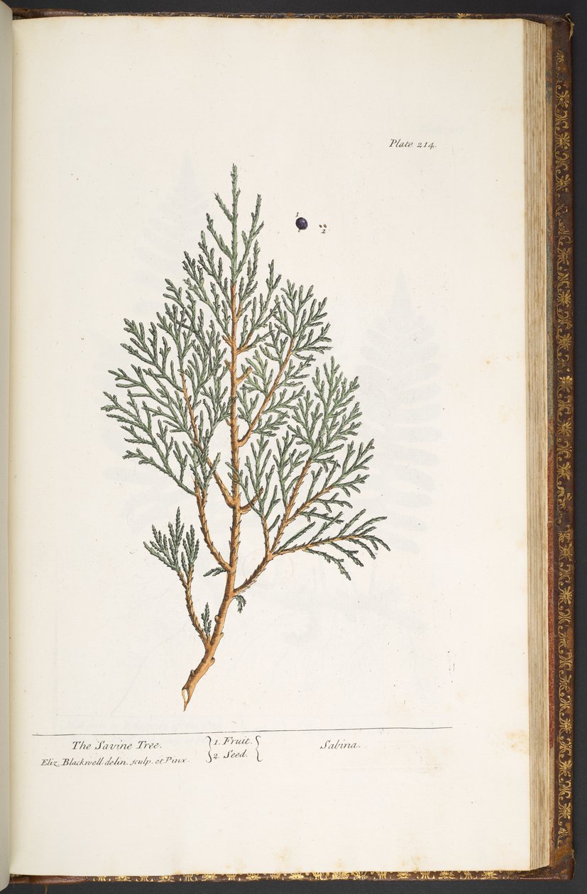 Talerz 214, z „Ciekawy zielnik” autorstwa Elizabeth Blackwell