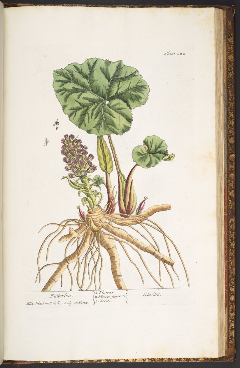 Talerz 222, z „Ciekawy zielnik” autorstwa Elizabeth Blackwell