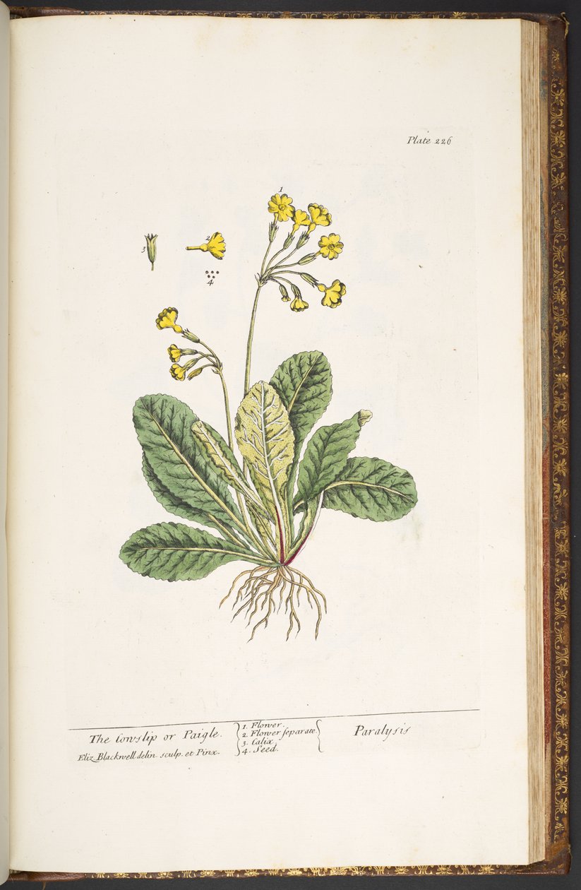 Talerz 226, z „Ciekawy zielnik” autorstwa Elizabeth Blackwell