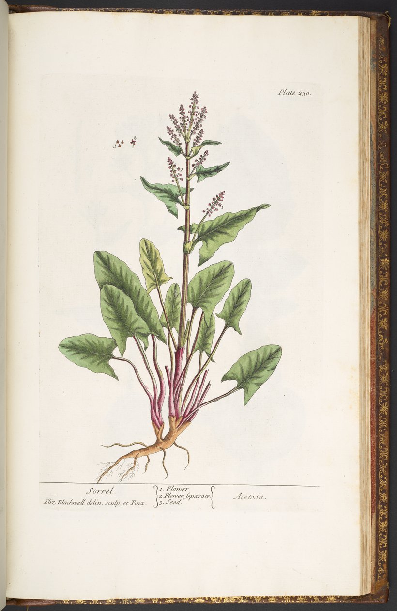 Talerz 230, z „Ciekawy zielnik” autorstwa Elizabeth Blackwell
