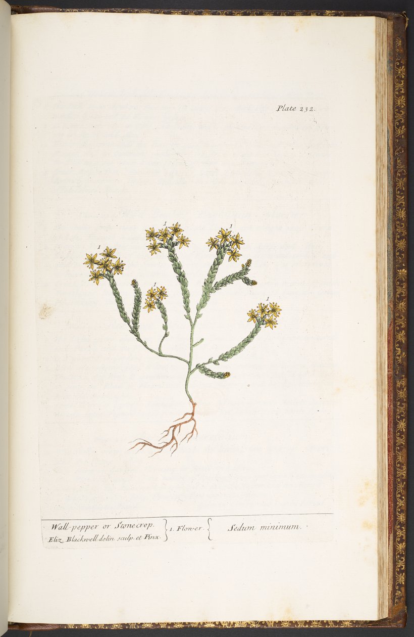 Talerz 232, z „Ciekawy zielnik” autorstwa Elizabeth Blackwell