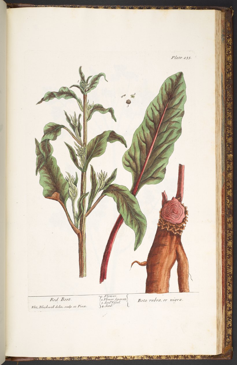 Talerz 235, z „Ciekawy zielnik” autorstwa Elizabeth Blackwell