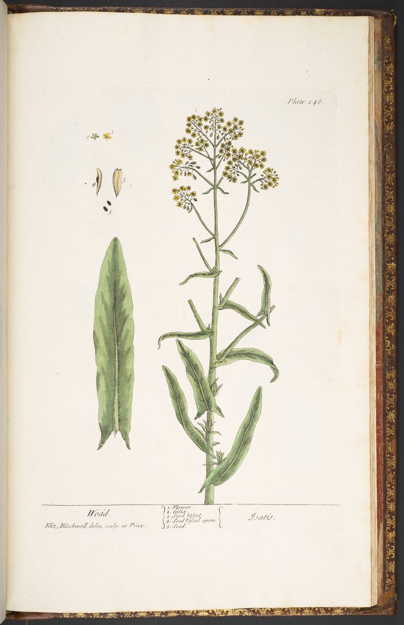 Talerz 246, Wodd, z „Ciekawy zielnik” autorstwa Elizabeth Blackwell