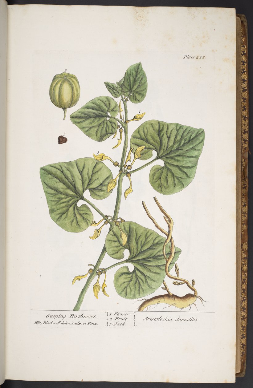 Talerz 255, z „Ciekawy zielnik” autorstwa Elizabeth Blackwell