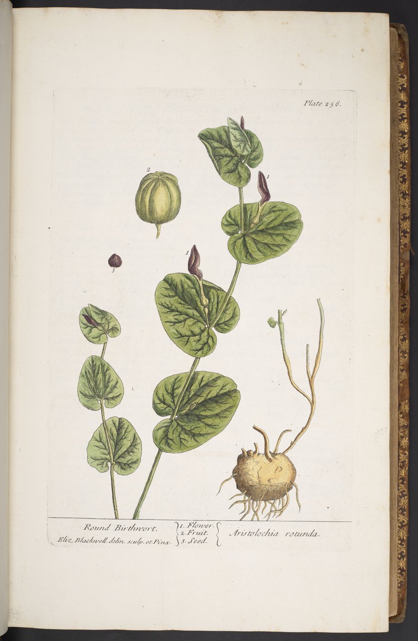 Talerz 256, z „Ciekawy zielnik” autorstwa Elizabeth Blackwell