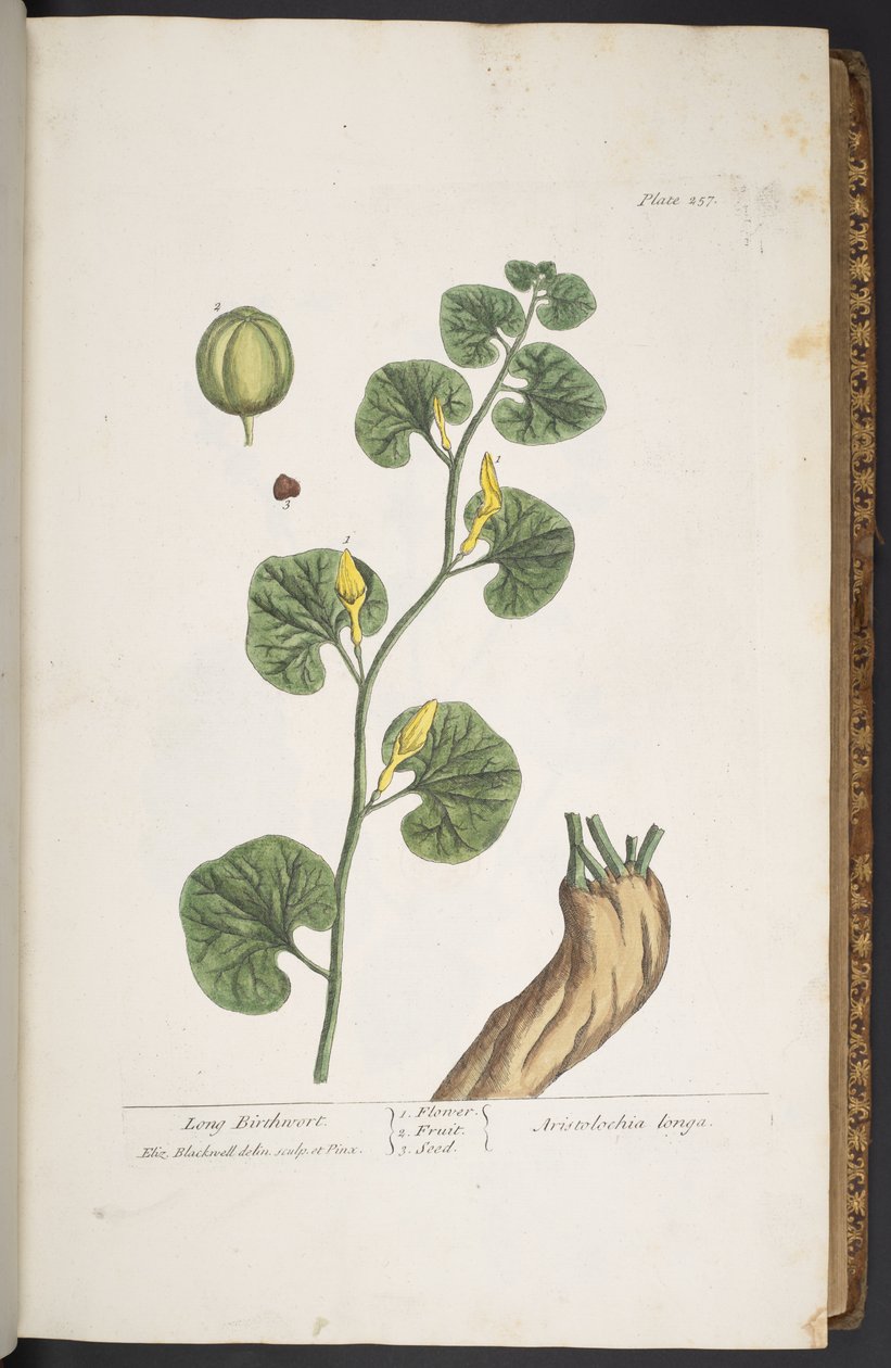 Talerz 257, z „Ciekawy zielnik” autorstwa Elizabeth Blackwell