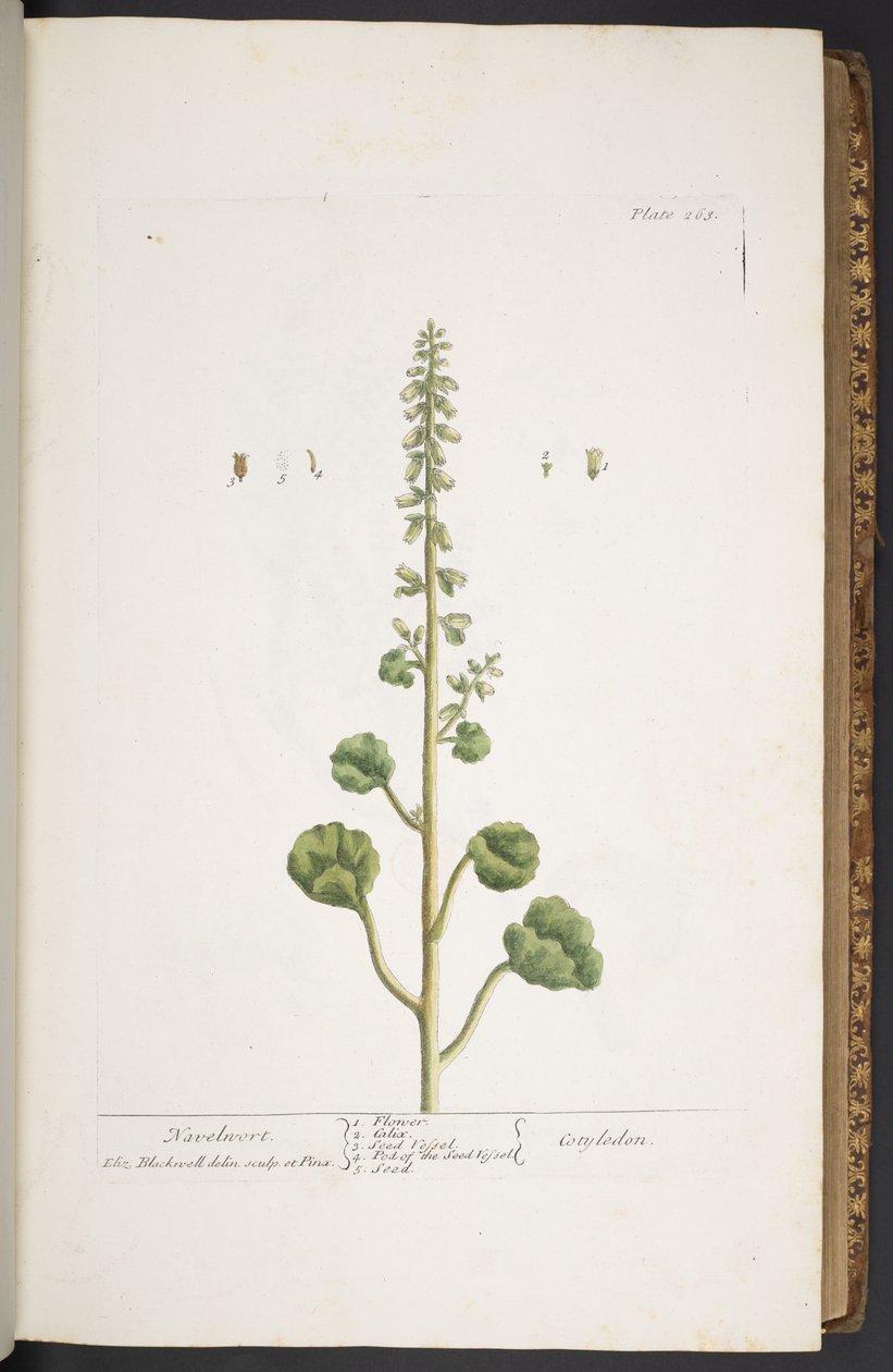 Talerz 263, z „Ciekawy zielnik” autorstwa Elizabeth Blackwell
