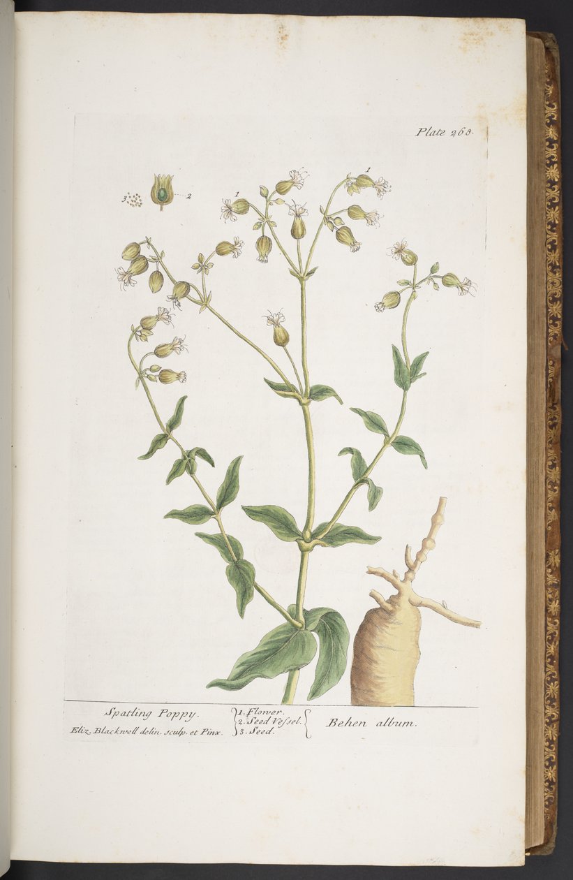 Talerz 268, z „Ciekawy zielnik” autorstwa Elizabeth Blackwell