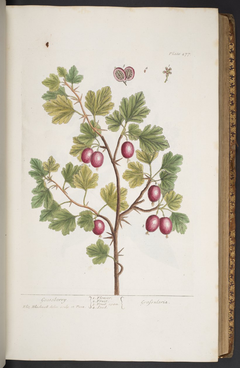 Talerz 277, z „Ciekawy zielnik” autorstwa Elizabeth Blackwell
