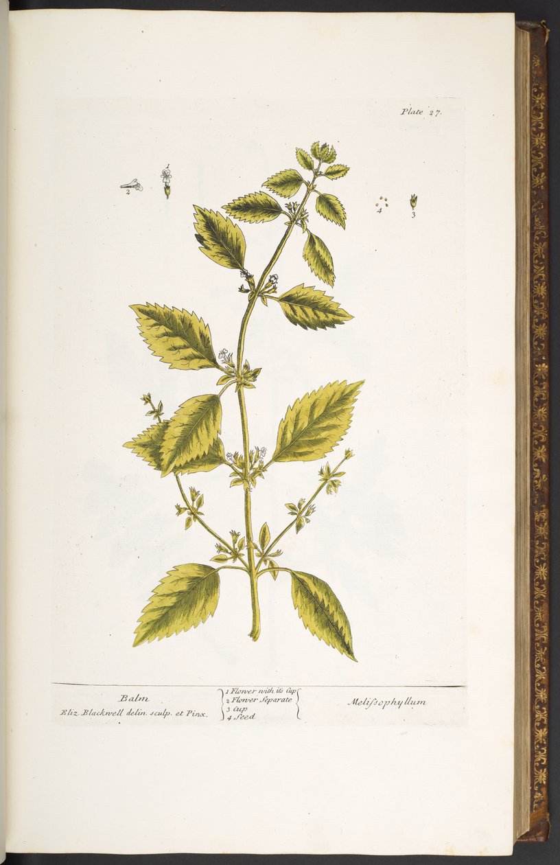 Talerz 27, Balsam, z „Ciekawego ziela” autorstwa Elizabeth Blackwell
