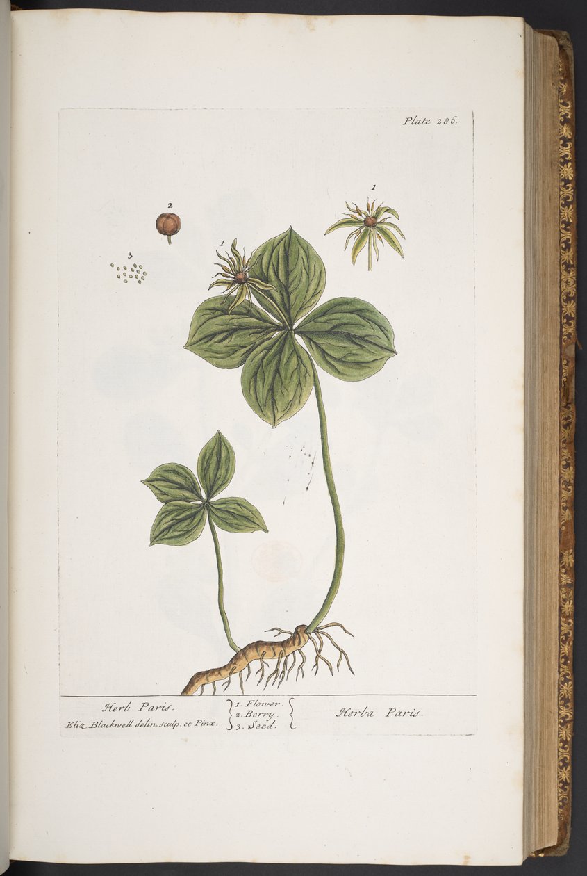 Talerz 286, z „Ciekawy zielnik” autorstwa Elizabeth Blackwell
