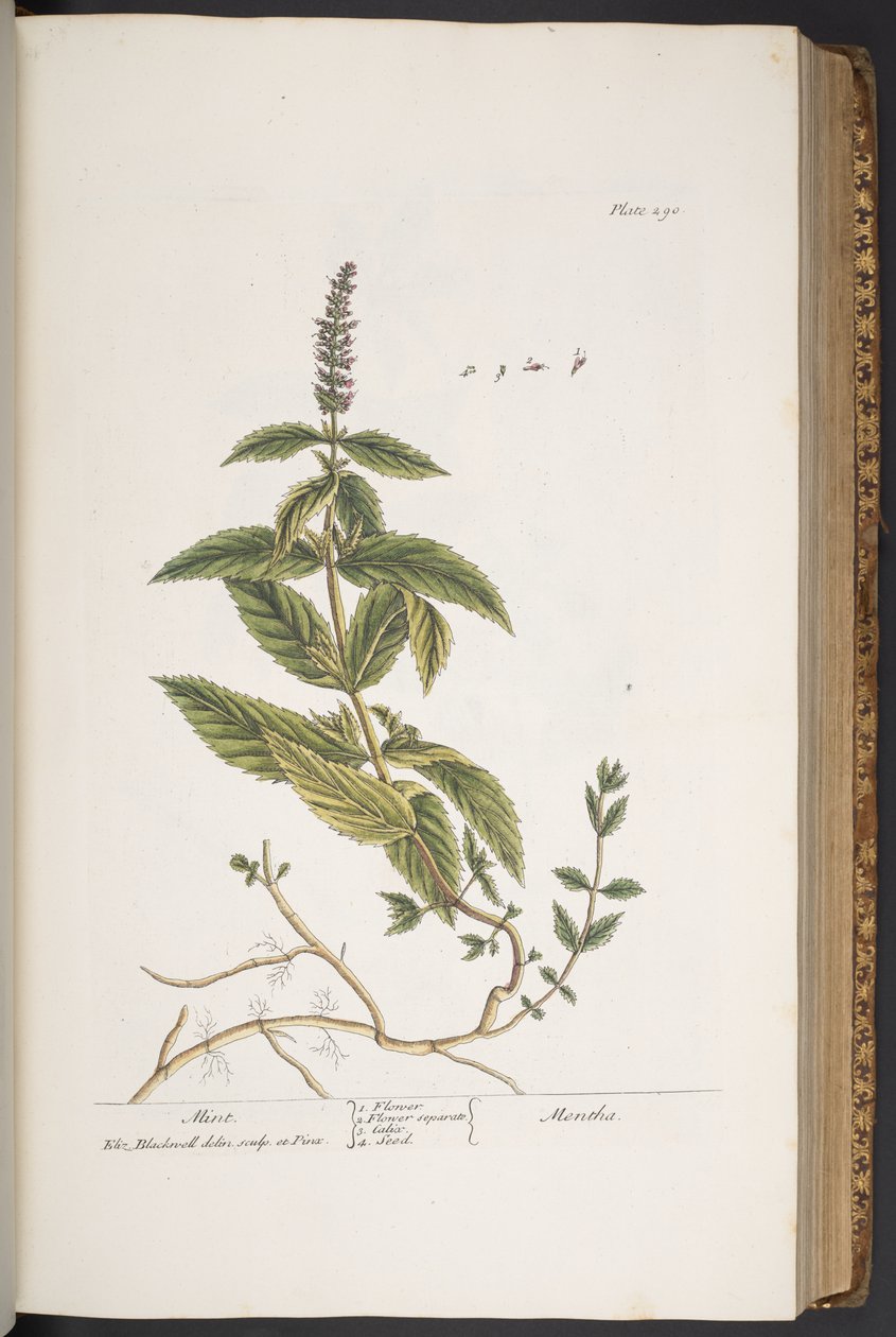 Talerz 290, z „Ciekawy zielnik” autorstwa Elizabeth Blackwell