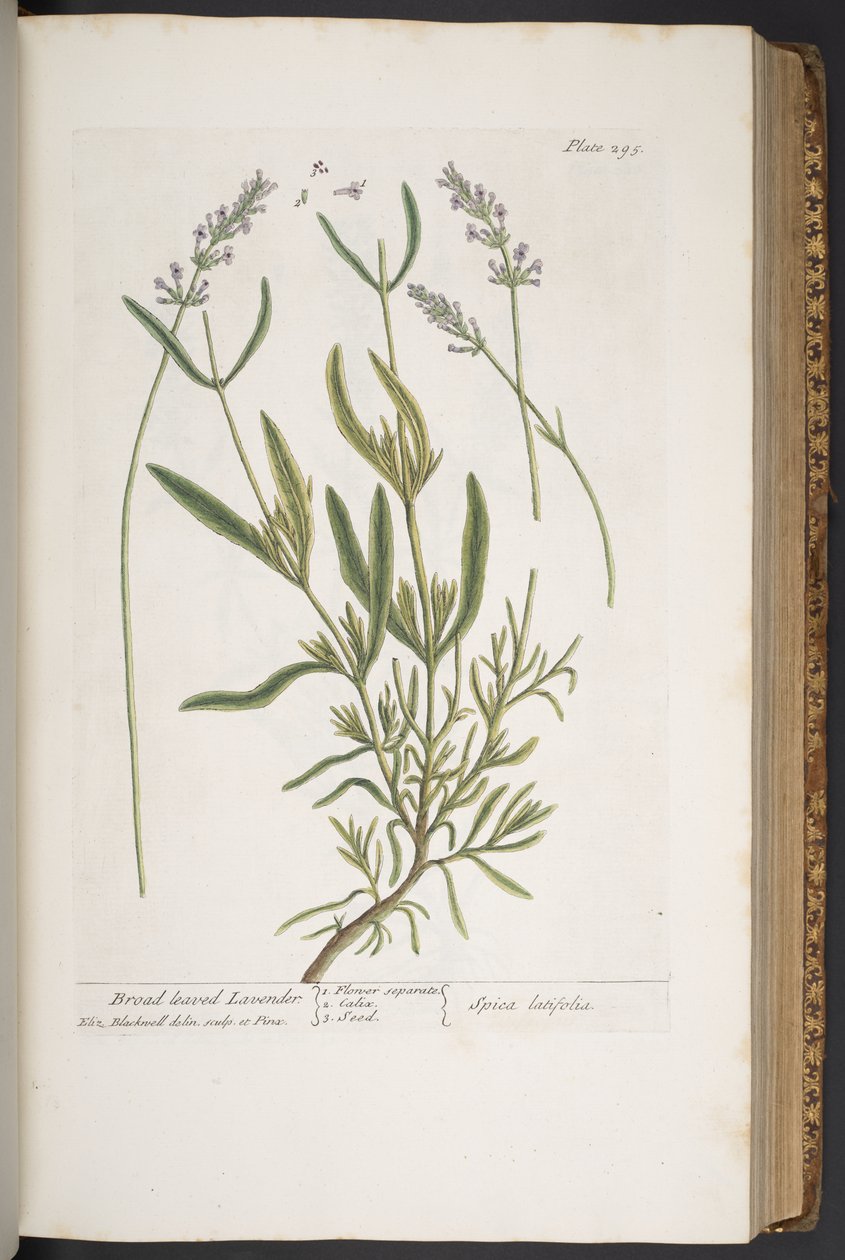 Talerz 295, z „Ciekawy zielnik” autorstwa Elizabeth Blackwell