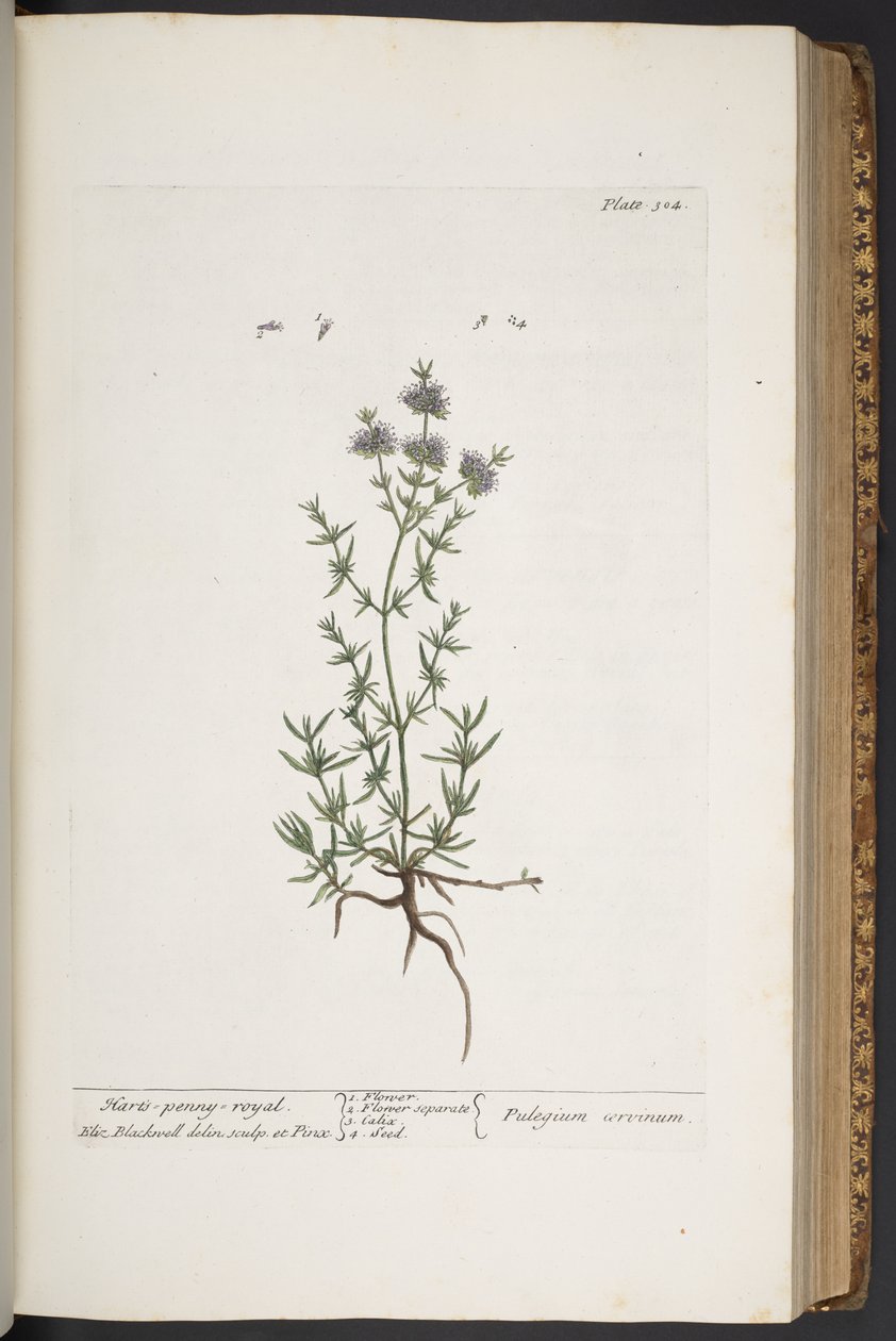 Talerz 304, z „Ciekawy zielnik” autorstwa Elizabeth Blackwell