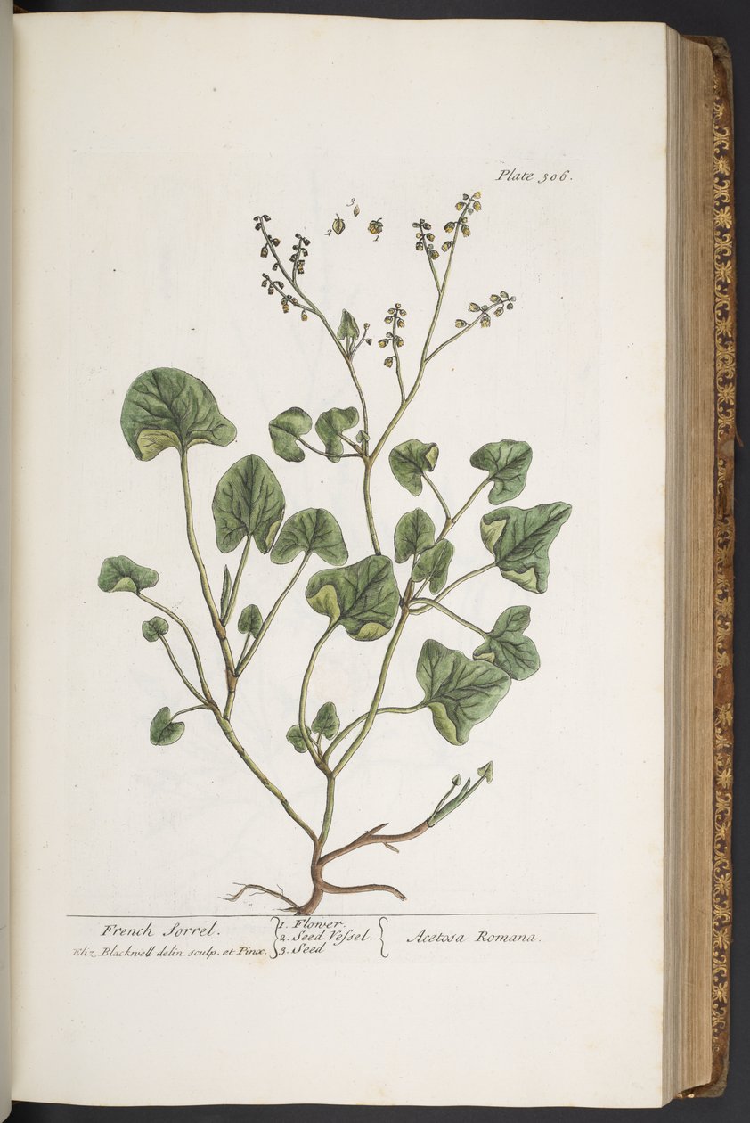 Talerz 306, z „Ciekawy zielnik” autorstwa Elizabeth Blackwell