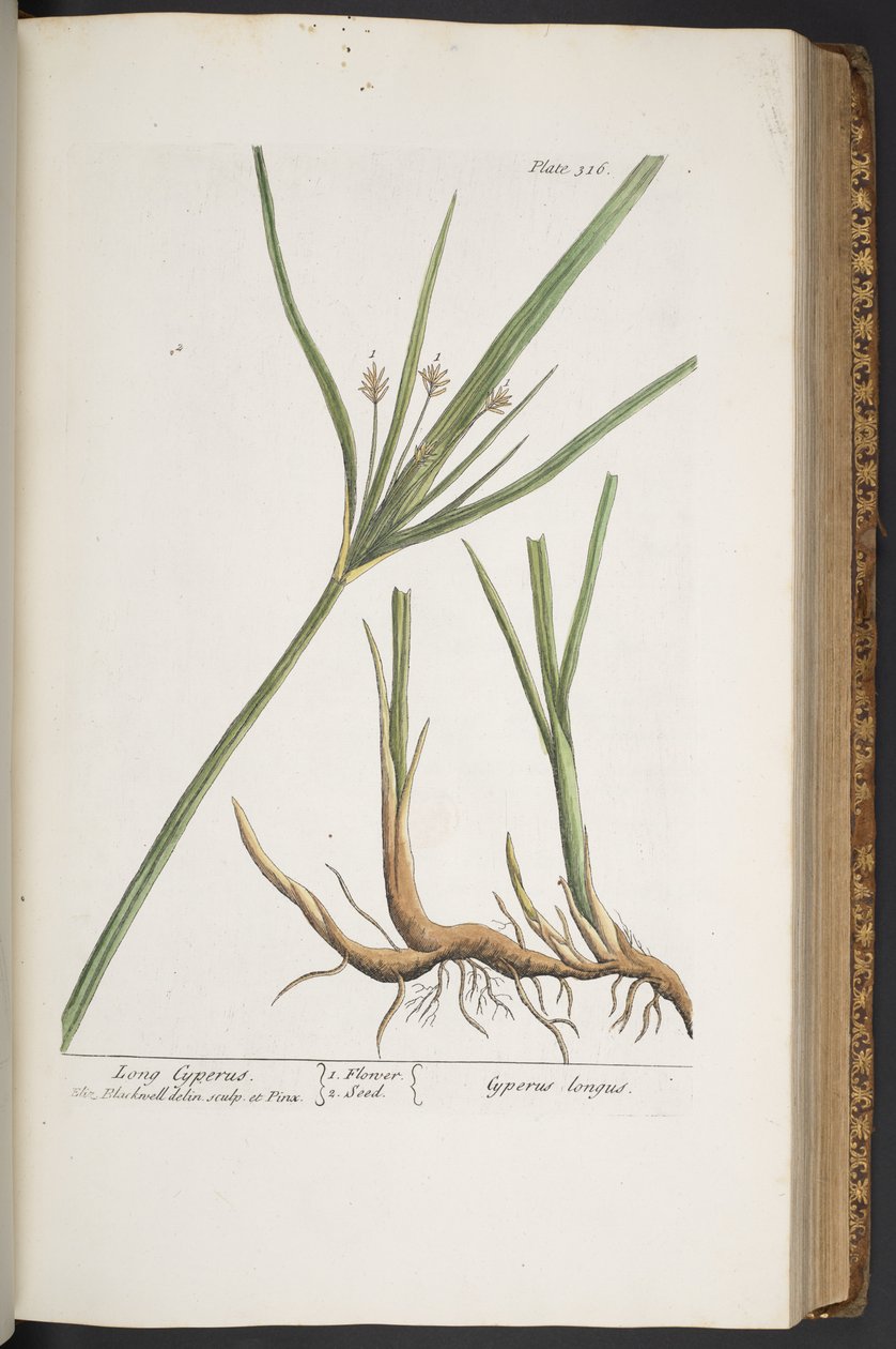Talerz 316, z „Ciekawy zielnik” autorstwa Elizabeth Blackwell