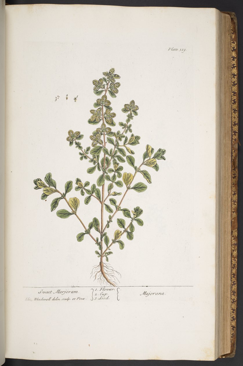 Talerz 319, z „Ciekawy zielnik” autorstwa Elizabeth Blackwell