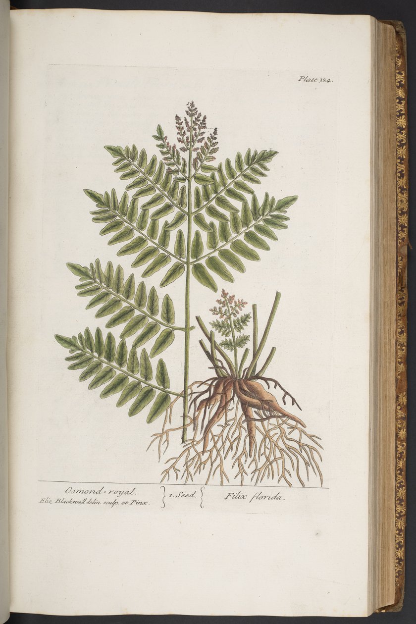 Talerz 324, z „Ciekawy zielnik” autorstwa Elizabeth Blackwell