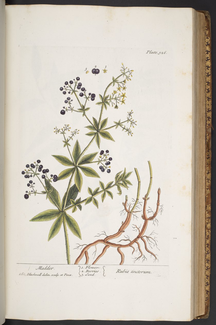 Talerz 326, z „Ciekawy zielnik” autorstwa Elizabeth Blackwell