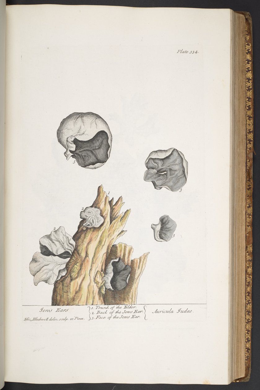 Talerz 334, z „Ciekawy zielnik” autorstwa Elizabeth Blackwell