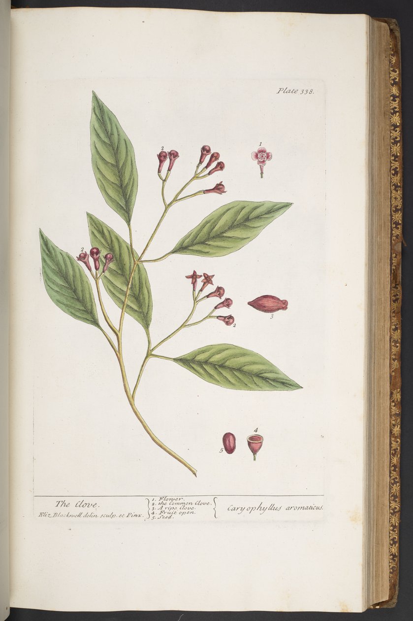 Talerz 338, z „Ciekawy zielnik” autorstwa Elizabeth Blackwell